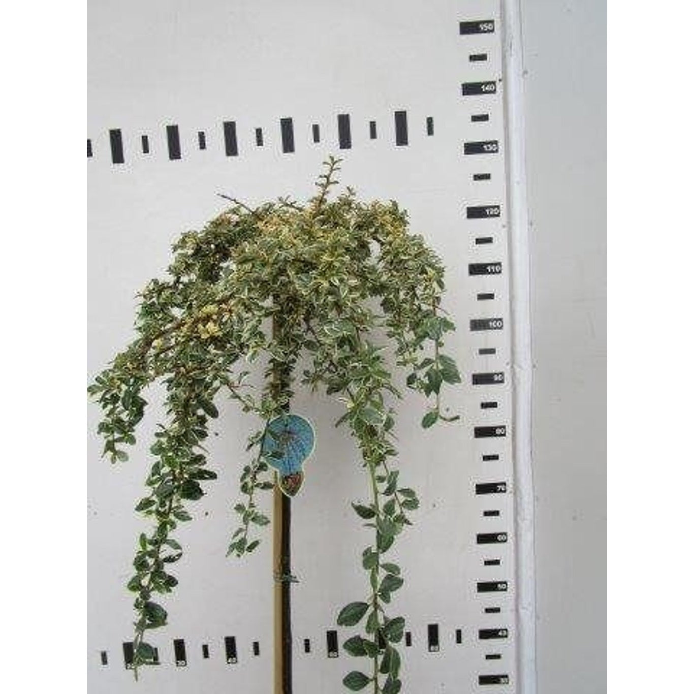 Krypoxbär – Cotoneaster suecicus 'Juliette' - 120 CM Stem C7.5